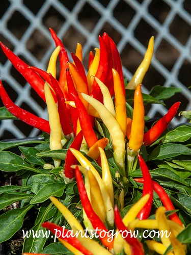 Medusa Ornamental Pepper (Capsicum annuum)